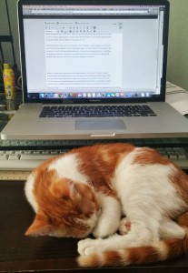 My kitten rests by my computer.