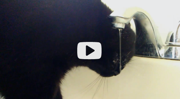Image of a cat drinking from a sink